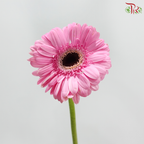 Gerbera - Pastel Pink With Black Heart (9-10 Stems)