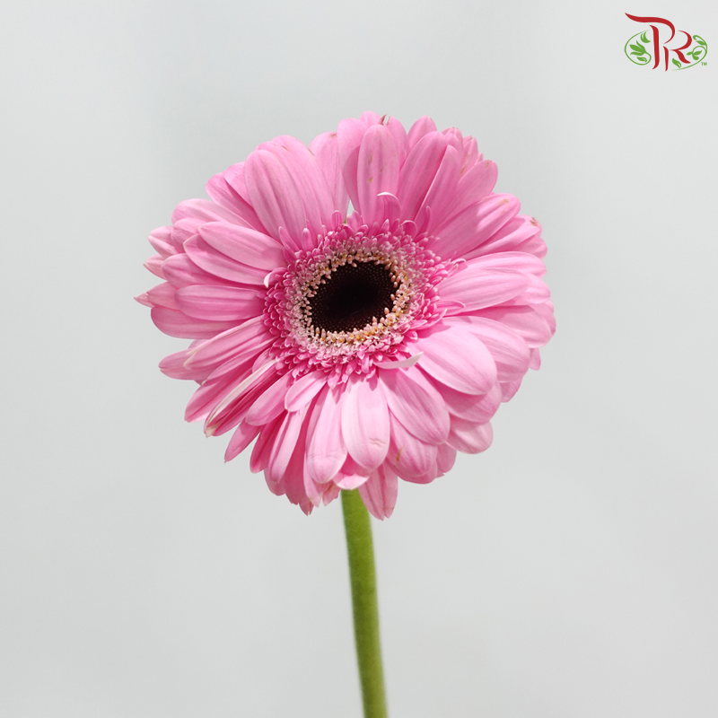 Gerbera - Pastel Pink With Black Heart (9-10 Stems)