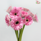 Gerbera - Pastel Pink With Black Heart (9-10 Stems)