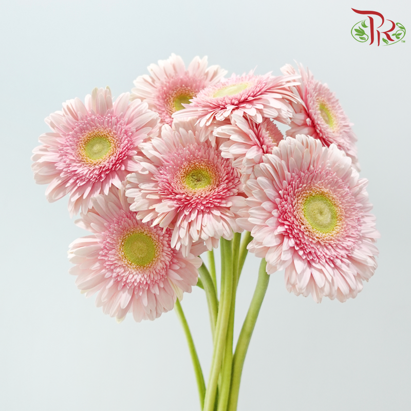 Gerbera - Light Pink With Green Heart (9-10 Stems)