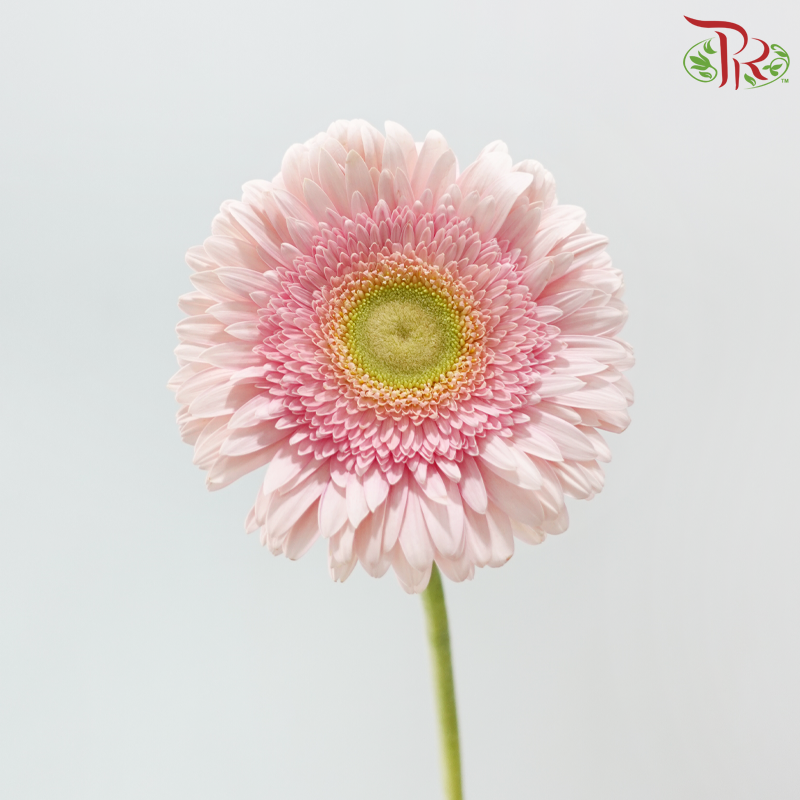 Gerbera - Light Pink With Green Heart (9-10 Stems)