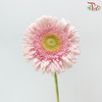 Gerbera - Light Pink With Green Heart (9-10 Stems)