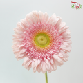 Gerbera - Light Pink With Green Heart (9-10 Stems)