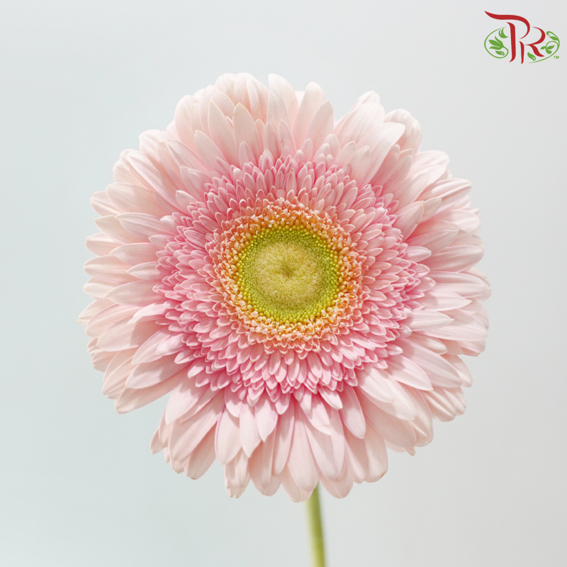 Gerbera - Light Pink With Green Heart (9-10 Stems)