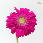 Gerbera - Royal Fuchsia (9-10 Stems)