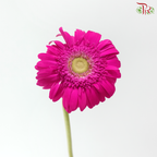 Gerbera - Royal Fuchsia (9-10 Stems)