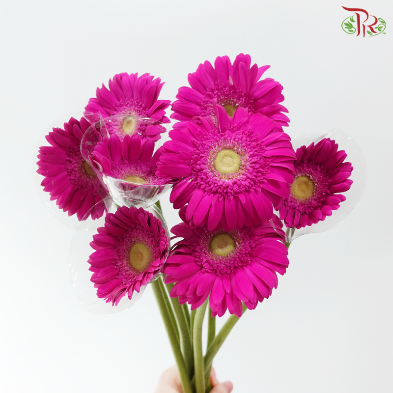 Gerbera - Royal Fuchsia (9-10 Stems)