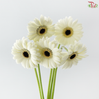 Gerbera Mini - White With Black Heart (5 Stems)