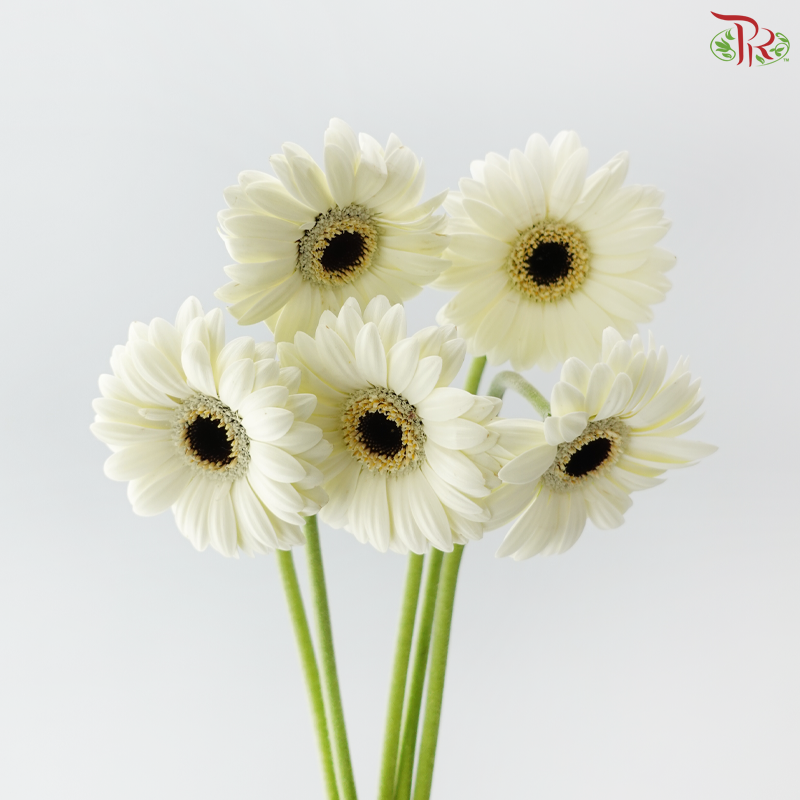 Gerbera Mini - White With Black Heart (5 Stems)