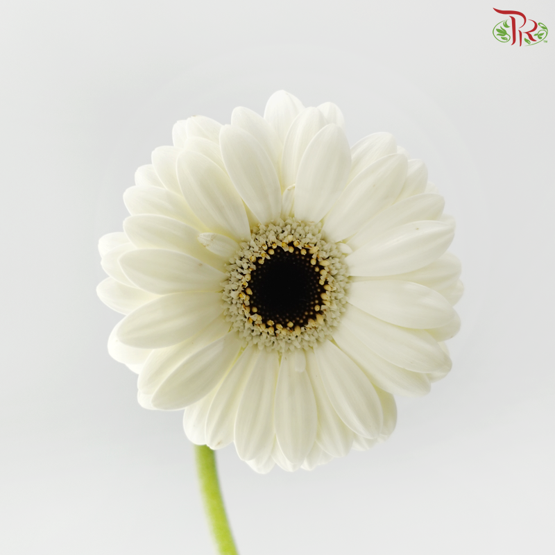 Gerbera Mini - White With Black Heart (5 Stems)
