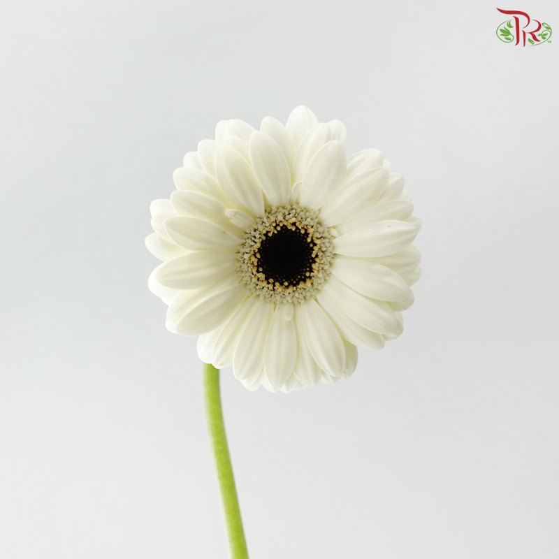 Gerbera Mini - White With Black Heart (5 Stems)