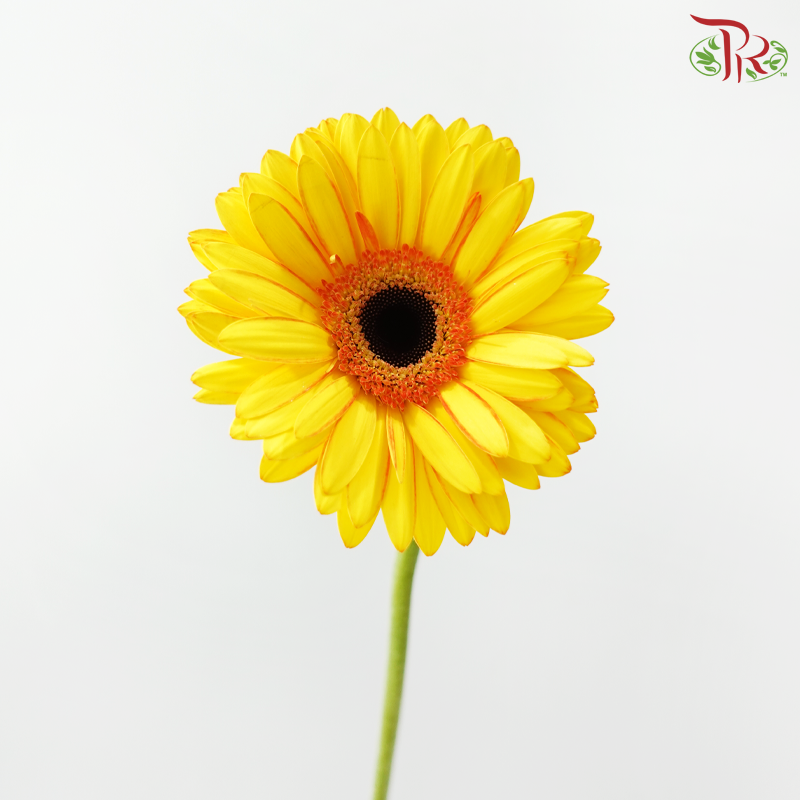 Gerbera - Double Tone Yellow With Inner Orange (9-10 Stems)