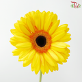 Gerbera - Double Tone Yellow With Inner Orange (9-10 Stems)
