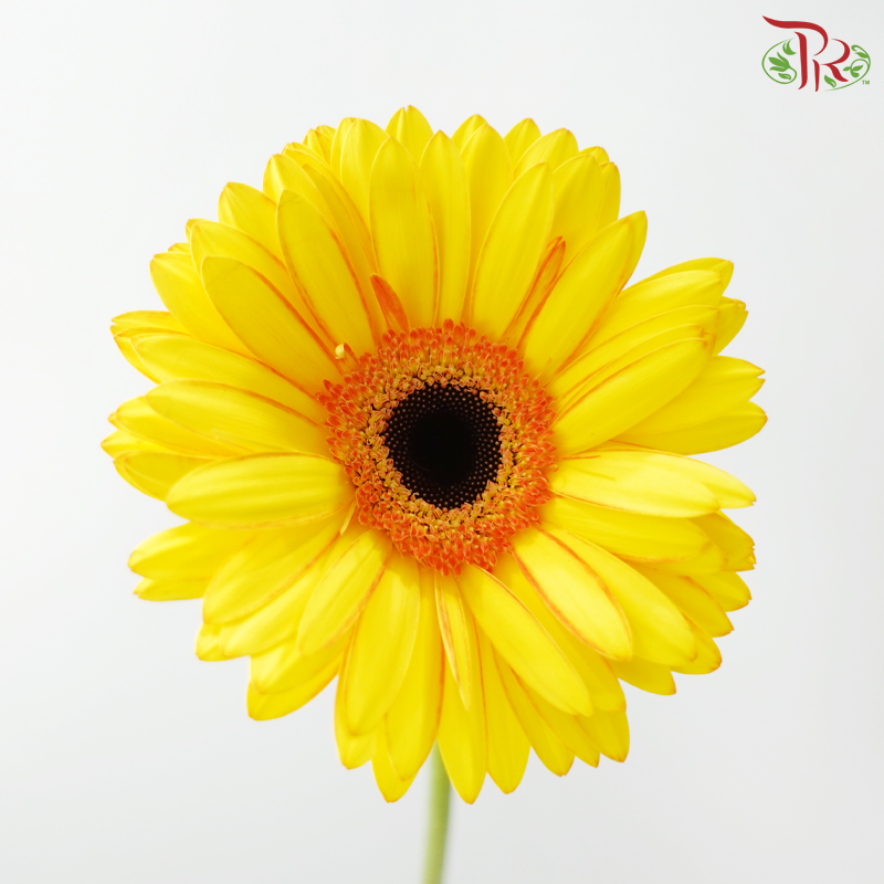 Gerbera - Double Tone Yellow With Inner Orange (9-10 Stems)