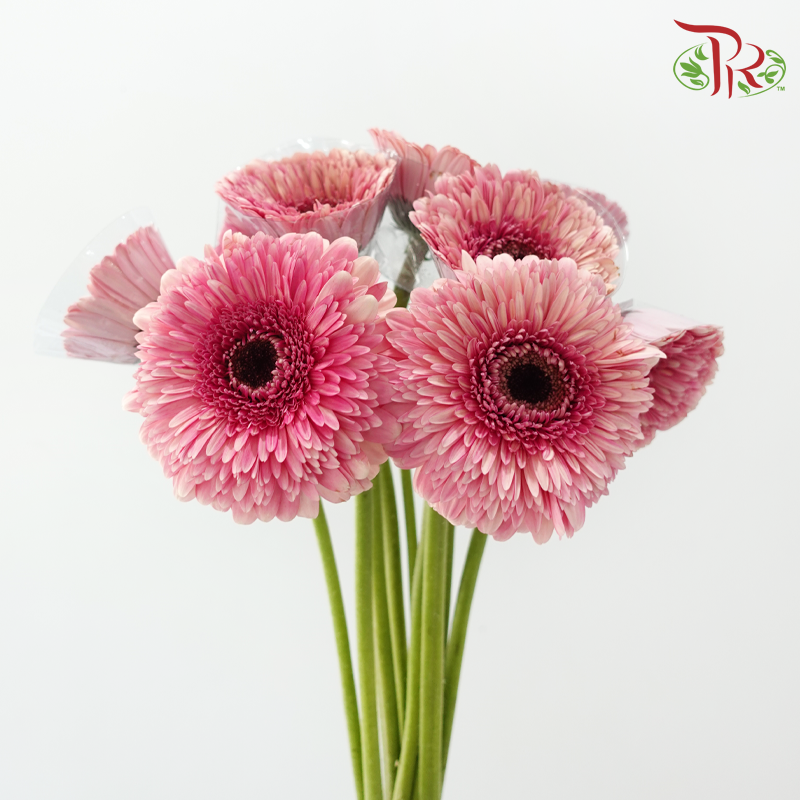 Gerbera - Sunkist Coral Pink (9-10 Stems)