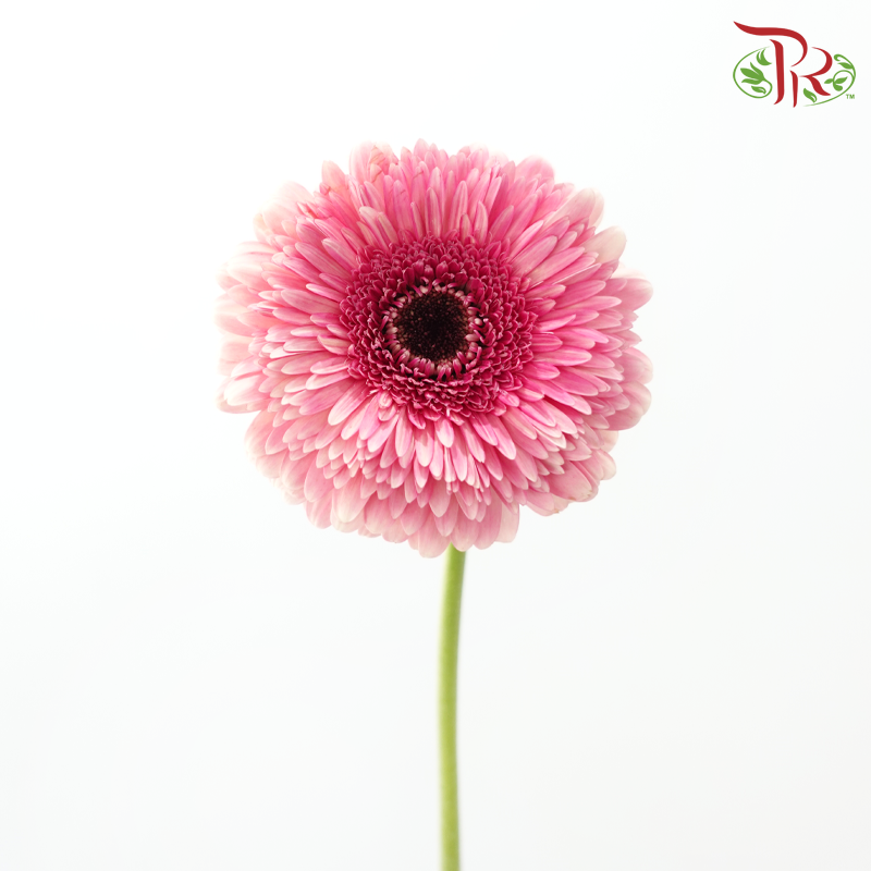 Gerbera - Sunkist Coral Pink (9-10 Stems)