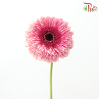 Gerbera - Sunkist Coral Pink (9-10 Stems)