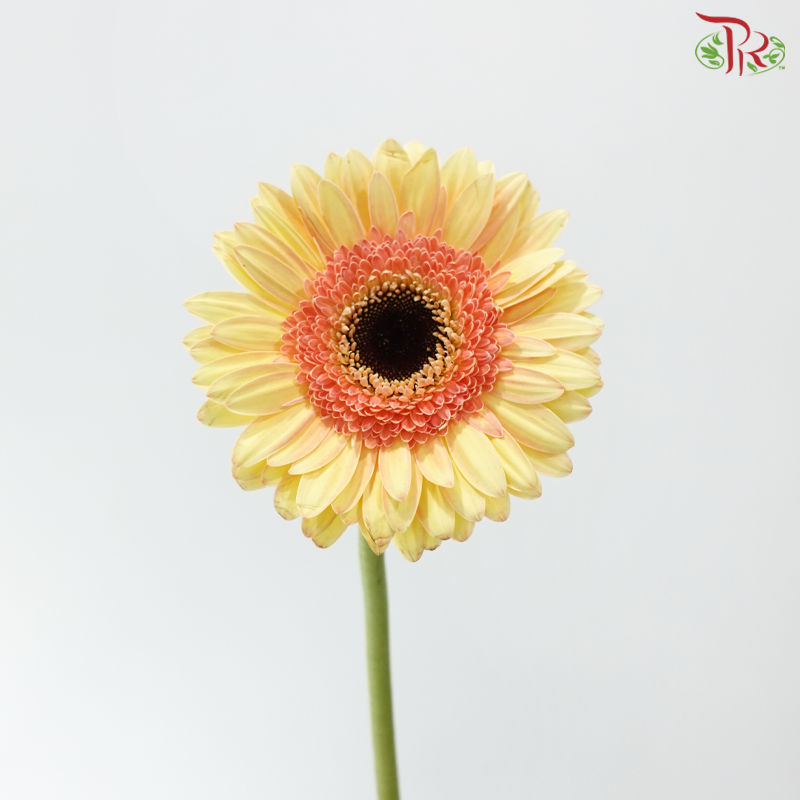 Gerbera - Dark Beige With Outline (9-10 Stems)