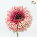 Gerbera - Sunkist Coral Pink (9-10 Stems)