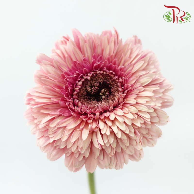 Gerbera - Sunkist Coral Pink (9-10 Stems)