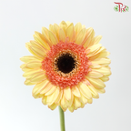 Gerbera - Dark Beige With Outline (9-10 Stems)