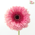 Gerbera - Sunkist Coral Pink (9-10 Stems)