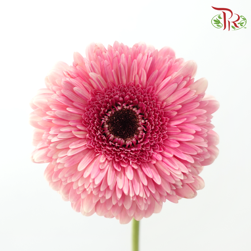Gerbera - Sunkist Coral Pink (9-10 Stems)