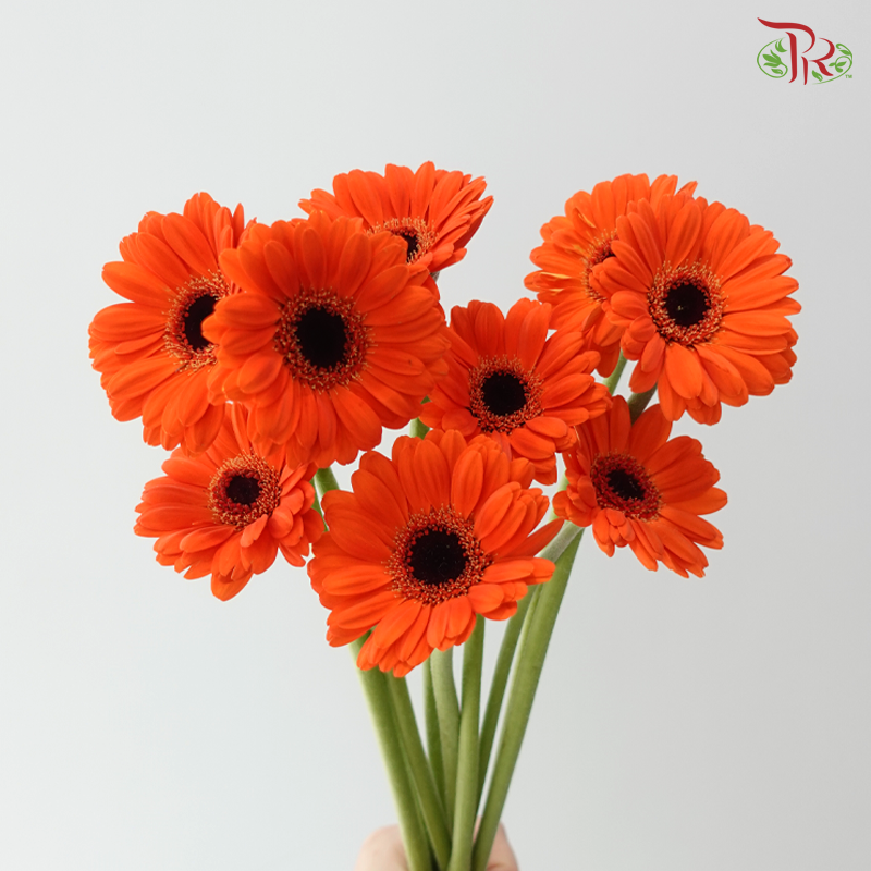 Gerbera Mini - Orange With Black Heart (9-10 Stems)
