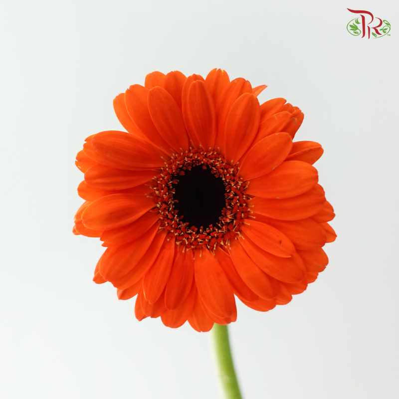 Gerbera Mini - Orange With Black Heart (9-10 Stems)