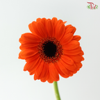 Gerbera Mini - Orange With Black Heart (9-10 Stems)