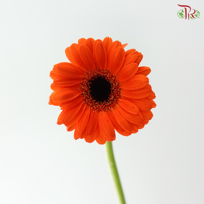Gerbera Mini - Orange With Black Heart (9-10 Stems)