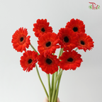 Gerbera Mini - Orange Red (9-10 Stems)