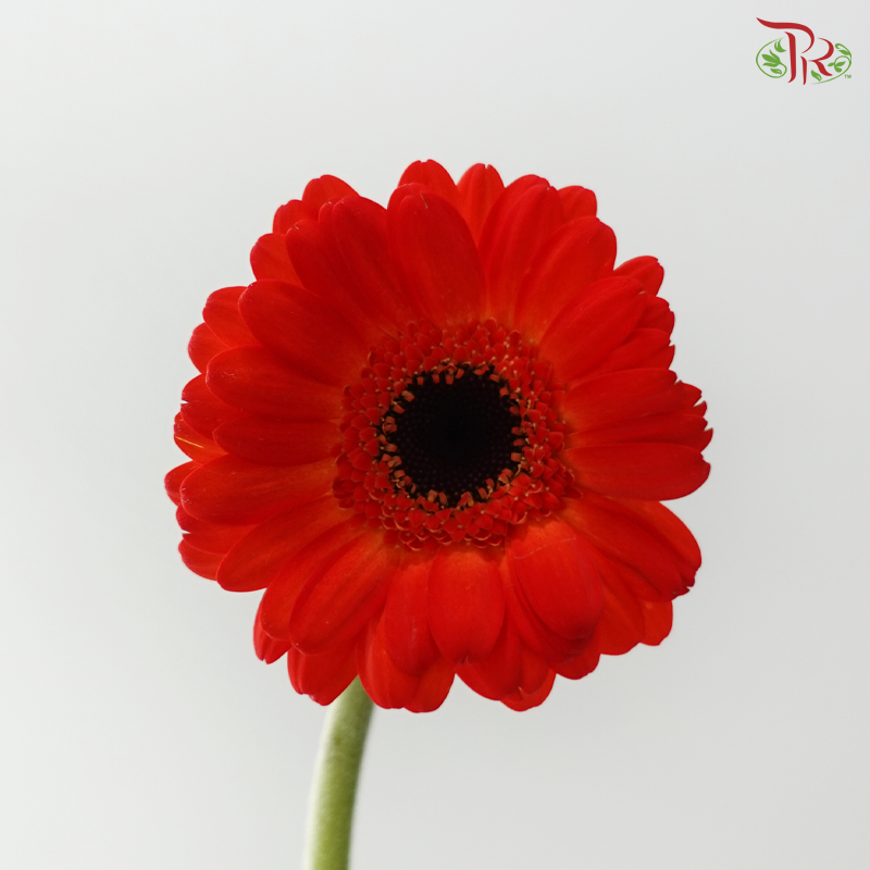 Gerbera Mini - Orange Red (9-10 Stems)