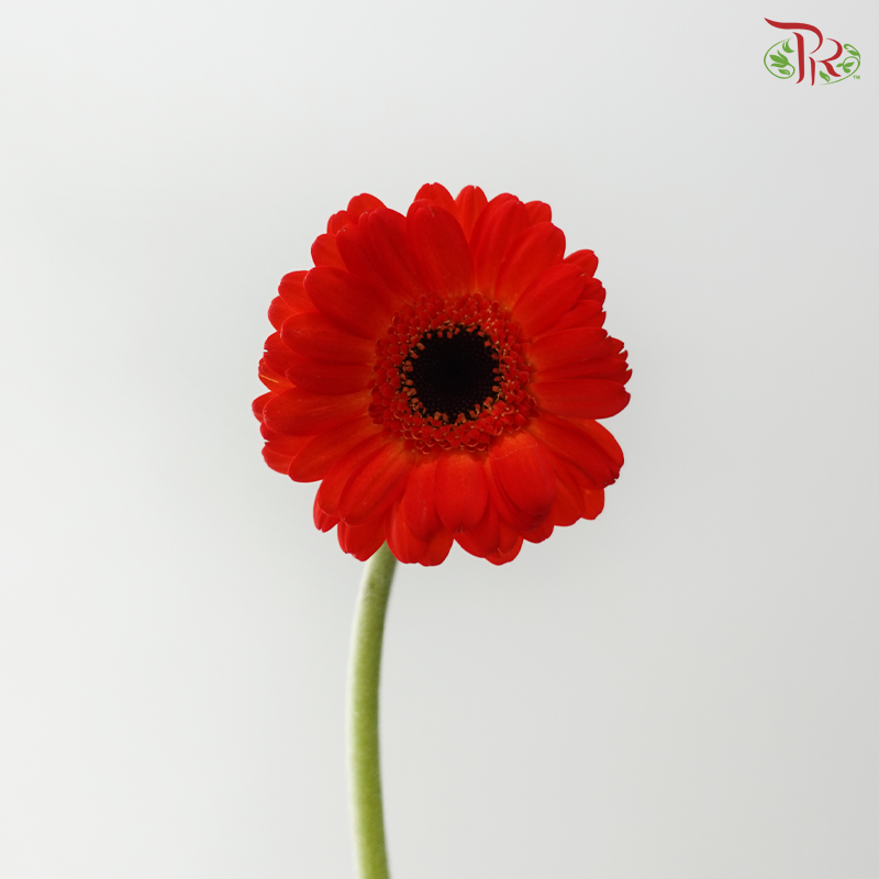 Gerbera Mini - Orange Red (9-10 Stems)