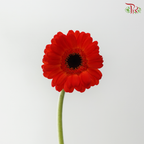 Gerbera Mini - Orange Red (9-10 Stems)