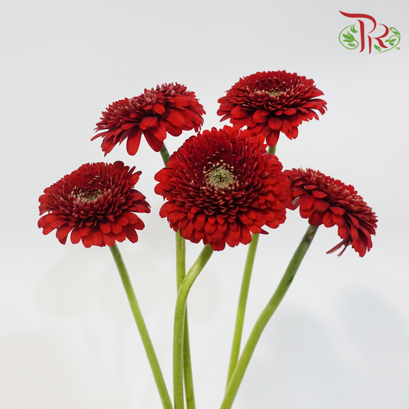 Gerbera Mini - Crimson Red (5 Stems)