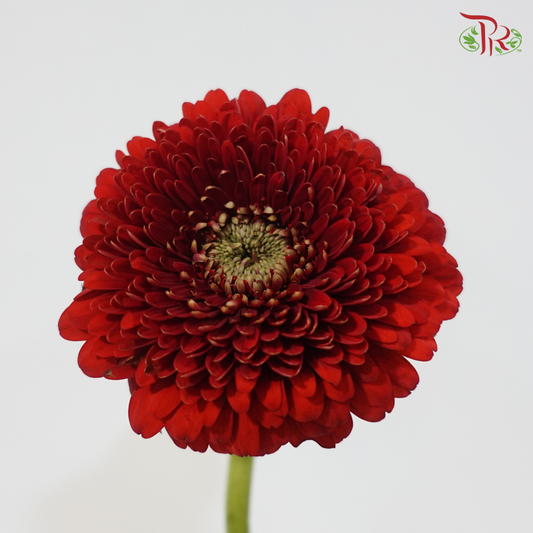 Gerbera Mini - Crimson Red (5 Stems)