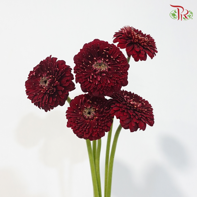 Gerbera Mini - Wine Red (5 Stems)