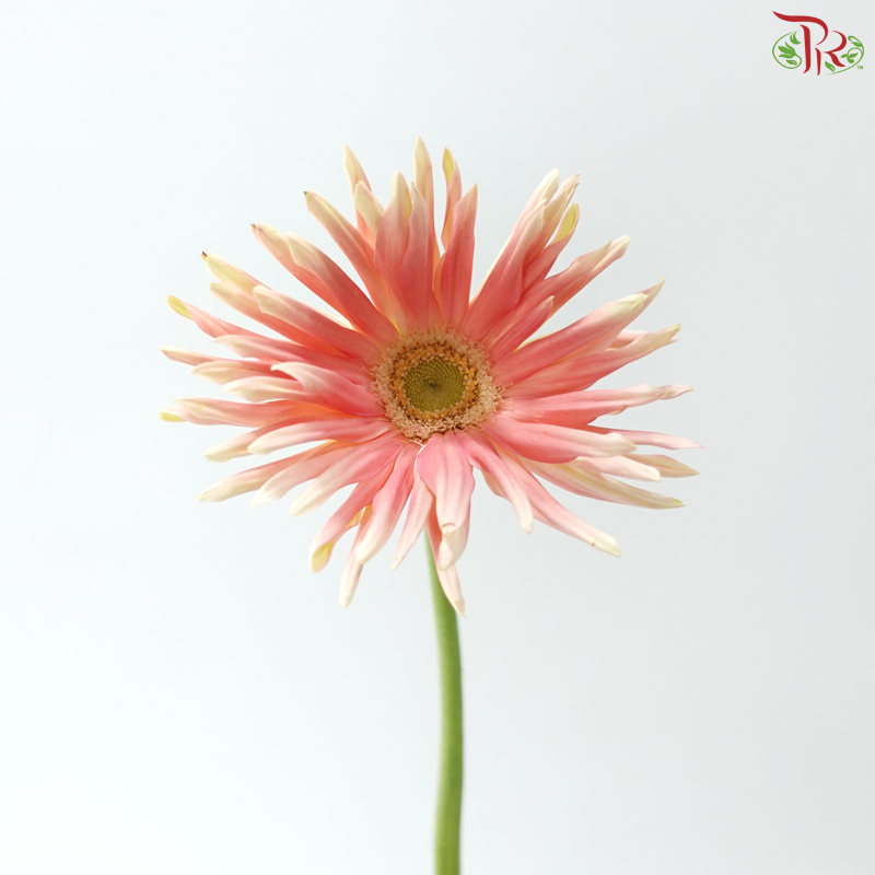 Gerbera Pasta - Peach Pink Nectar (9-10 stems)