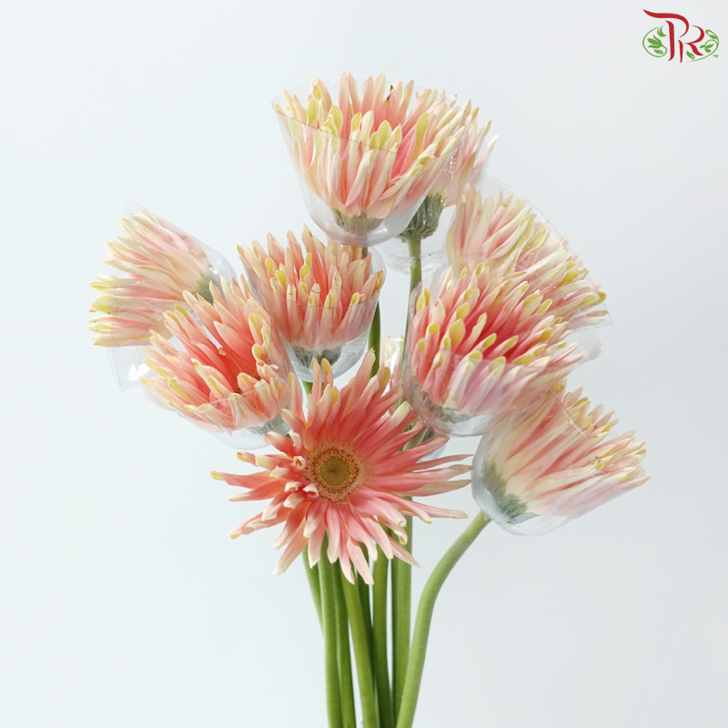 Gerbera Pasta - Peach Pink Nectar (9-10 stems)