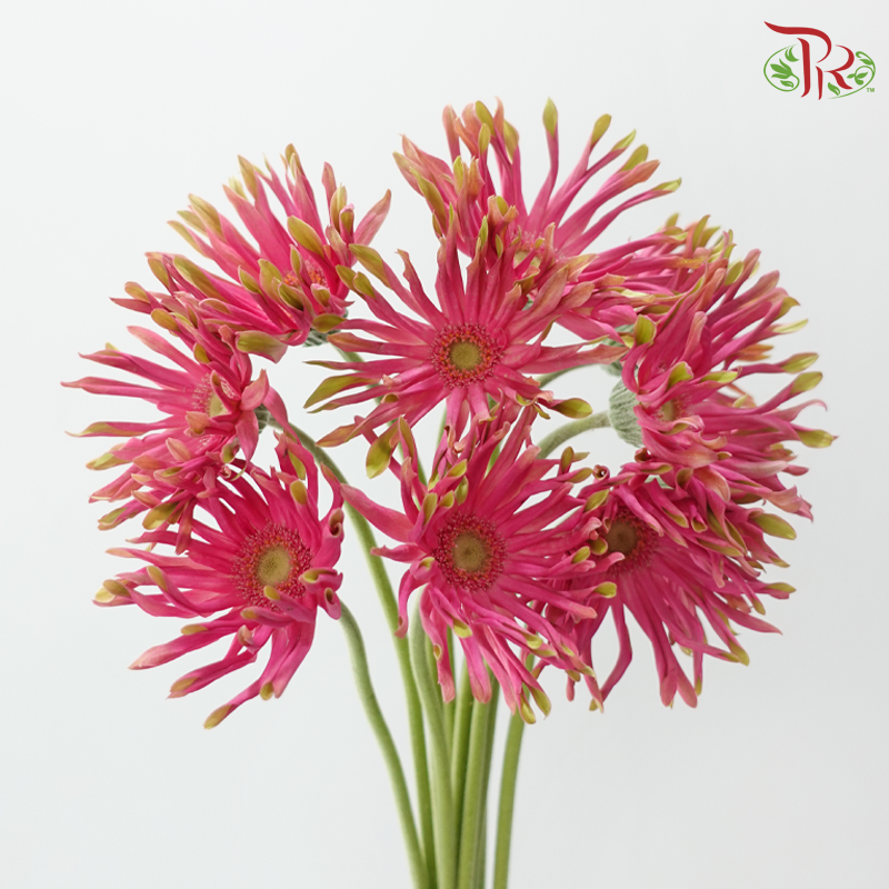 Gerbera Pasta - Pink With Green Edge (9-10 Stems)