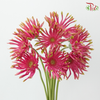 Gerbera Pasta - Pink With Green Edge (9-10 Stems)