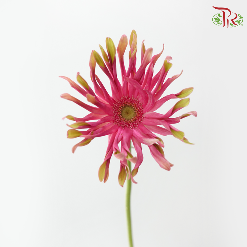Gerbera Pasta - Pink With Green Edge (9-10 Stems)