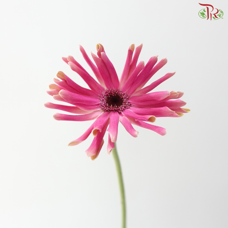 Gerbera Pasta - Pink With Black Heart (9-10 Stems)
