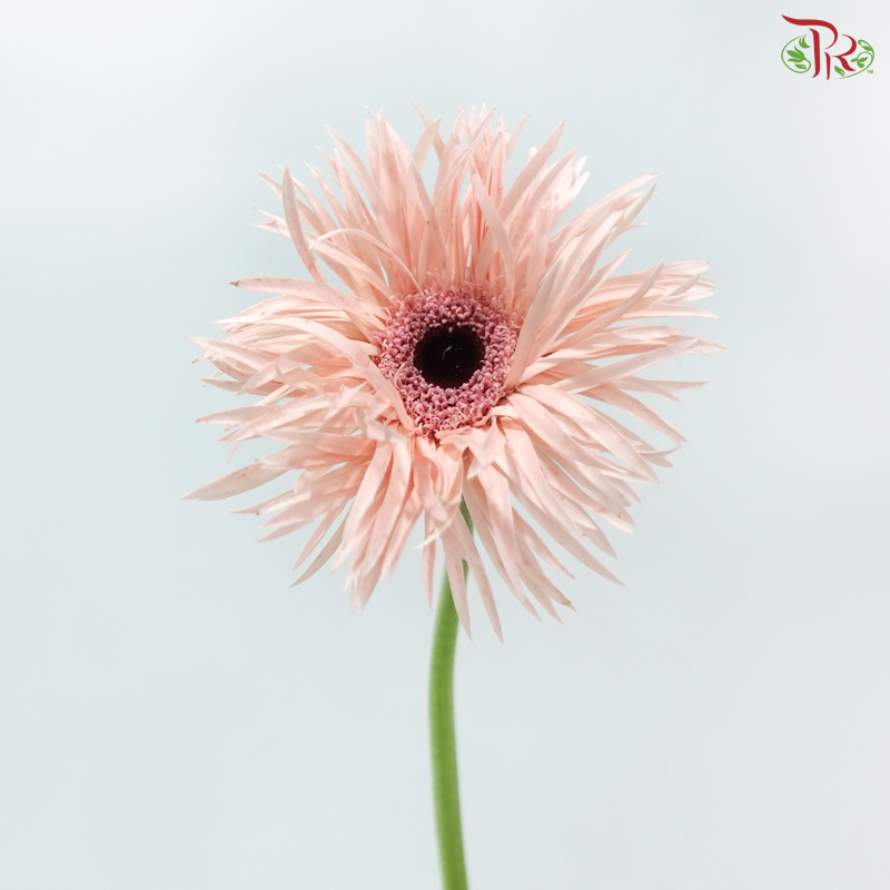 Gerbera Pasta - Pink (9-10 Stems)