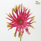 Gerbera Pasta - Pink With Green Edge (9-10 Stems)