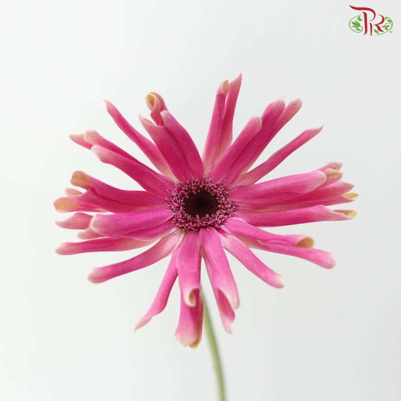 Gerbera Pasta - Pink With Black Heart (9-10 Stems)