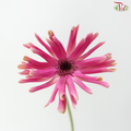 Gerbera Pasta - Pink With Black Heart (9-10 Stems)