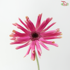 Gerbera Pasta - Pink With Black Heart (9-10 Stems)