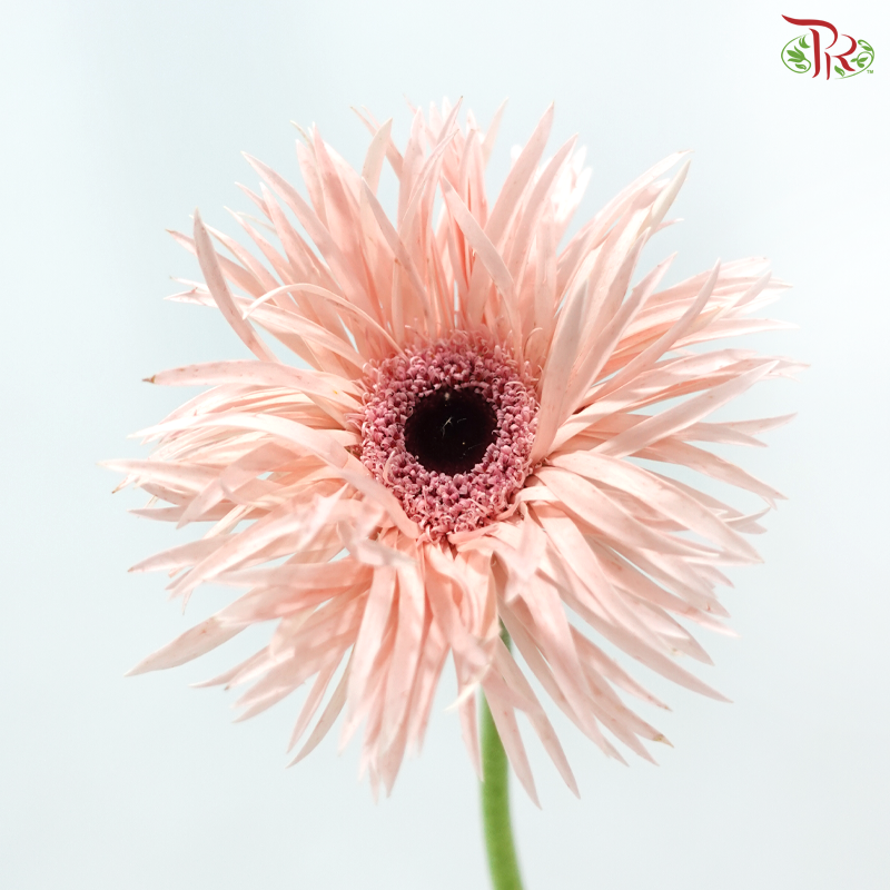 Gerbera Pasta - Pink (9-10 Stems)